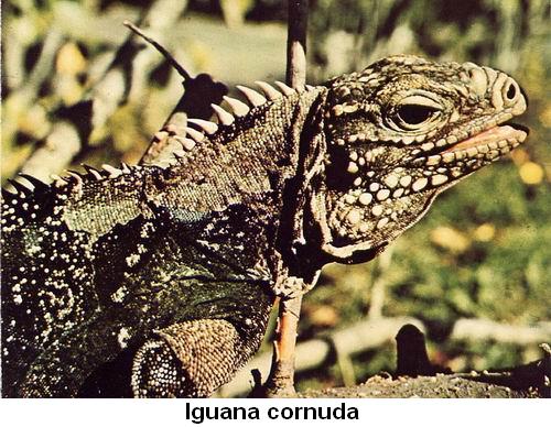 Iguana cornuda.jpg